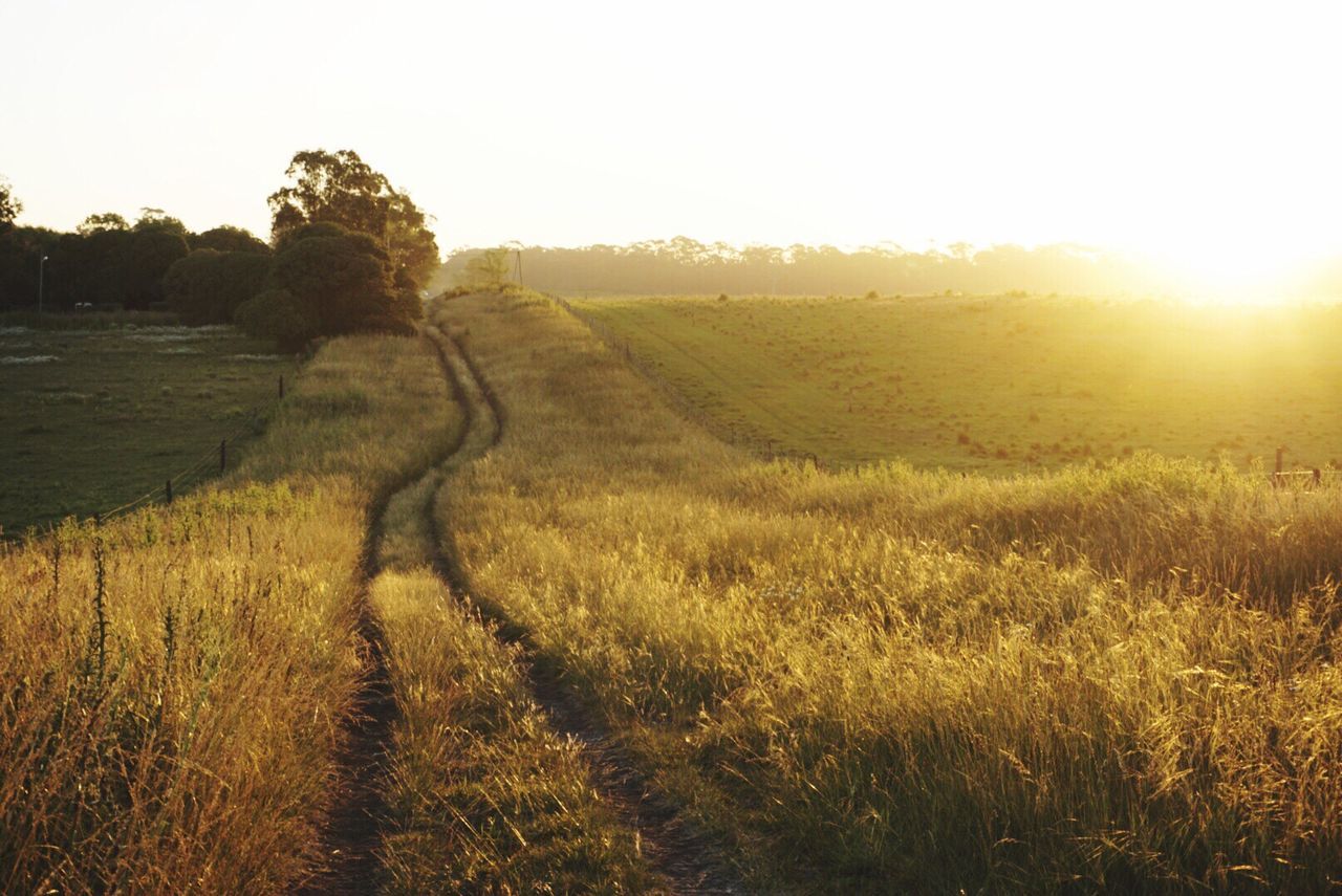 Scenic view of field against sky during sunset