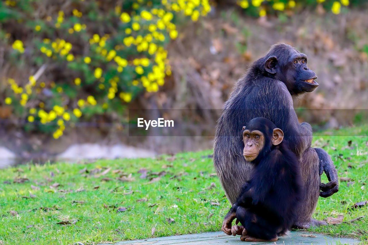 Chimpanzees on field