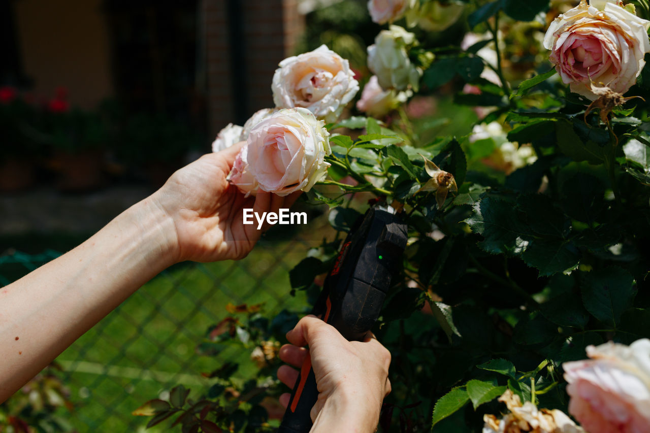 Close up view on hands cutting the roses in the garden