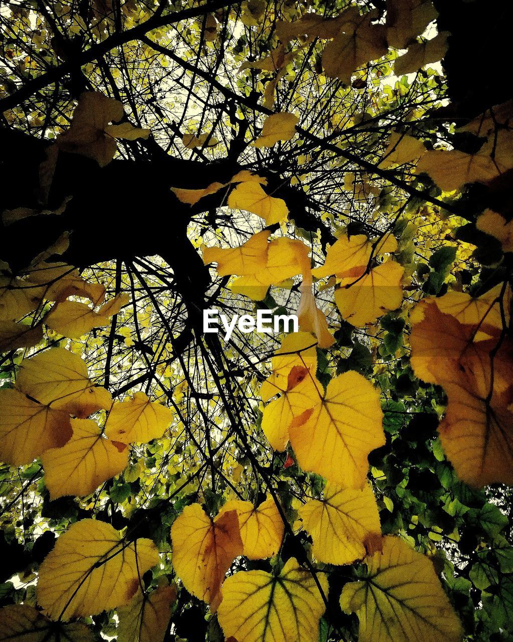 LOW ANGLE VIEW OF YELLOW FLOWERS