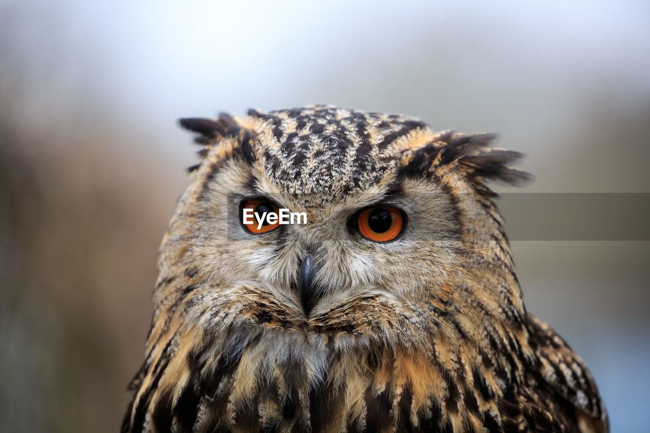 An eurasian eagle owl