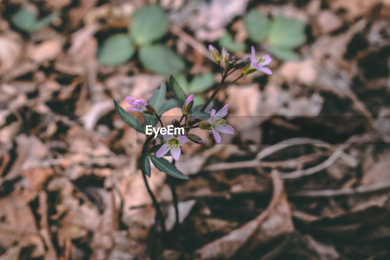 Close-up of pink flowering plant