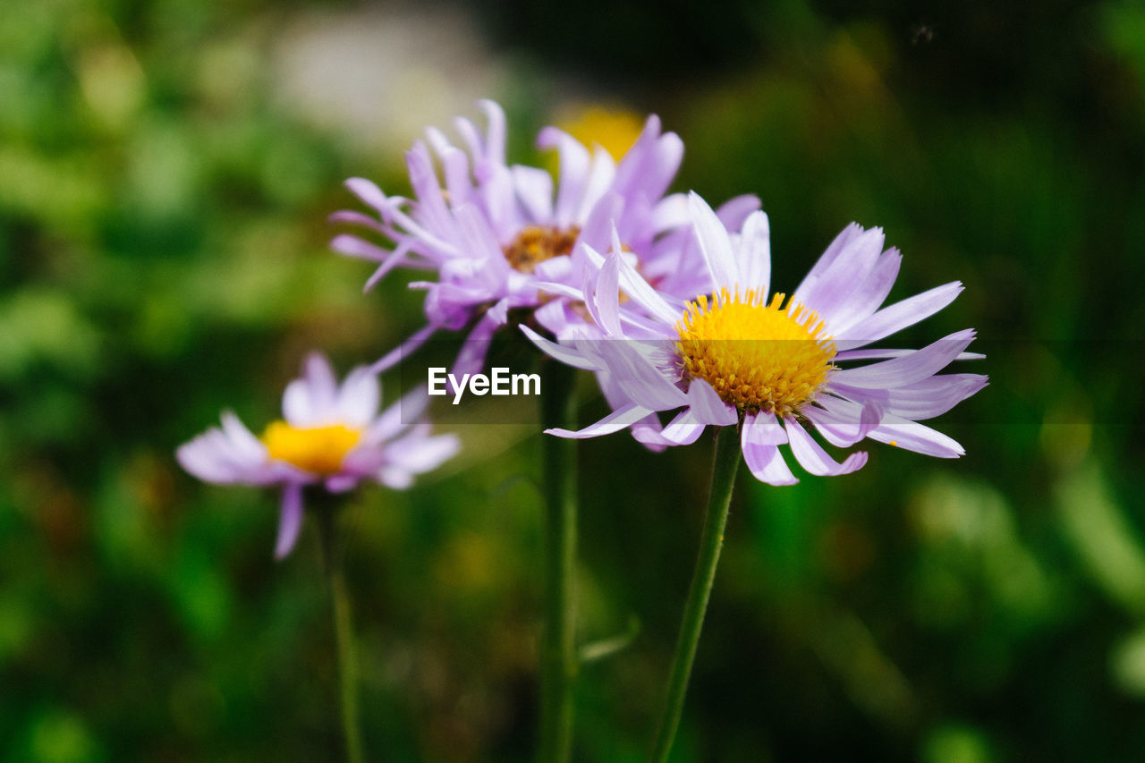 Close-up of purple flowers blooming outdoors