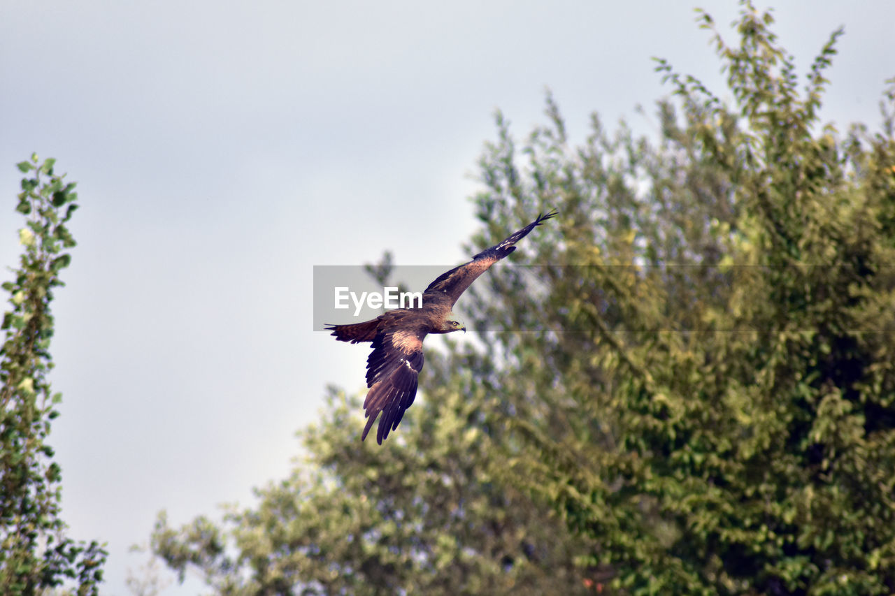 LOW ANGLE VIEW OF BIRD FLYING