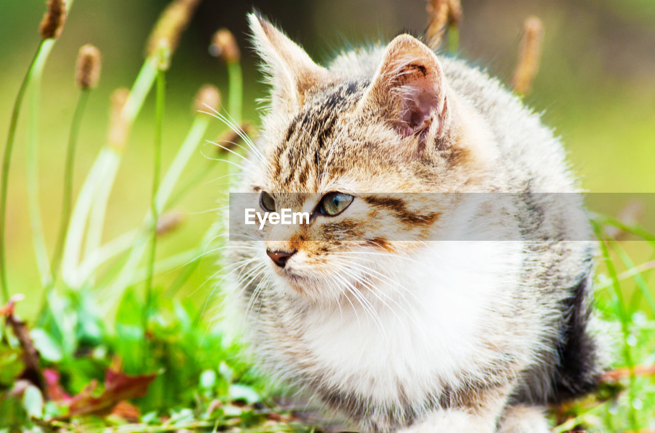 Close-up of a cat looking away