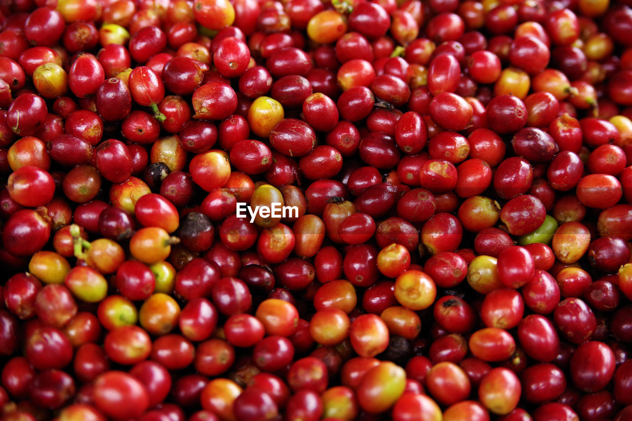 Full frame shot of raw coffee beans