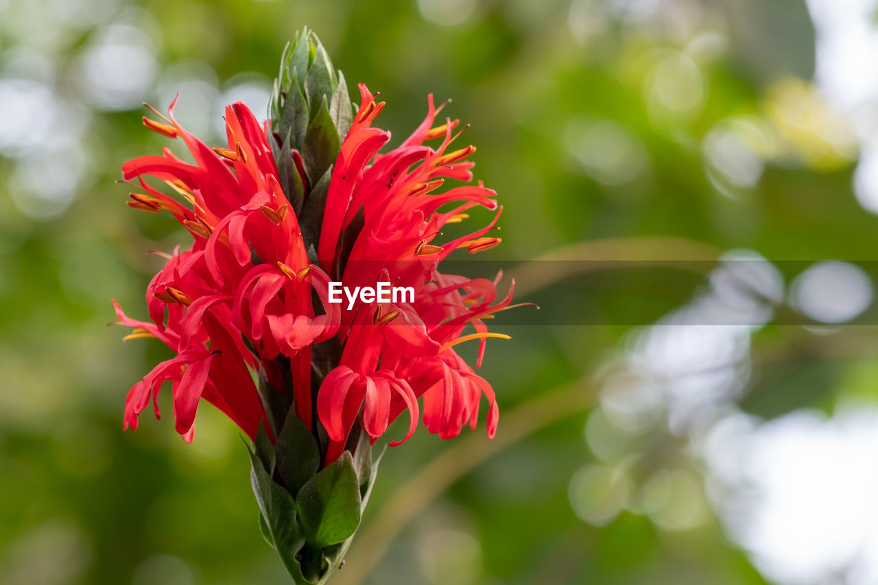 Close up of a cardinals guard flower