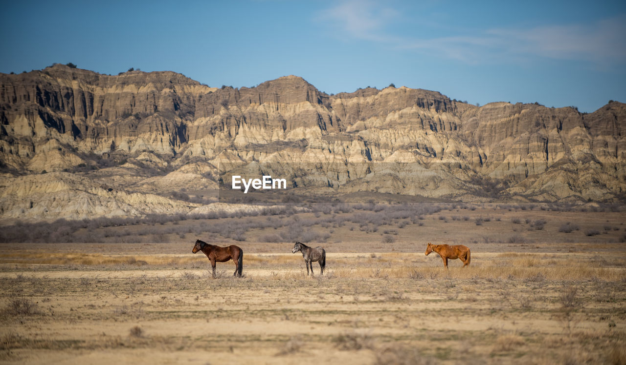 Horses in a field