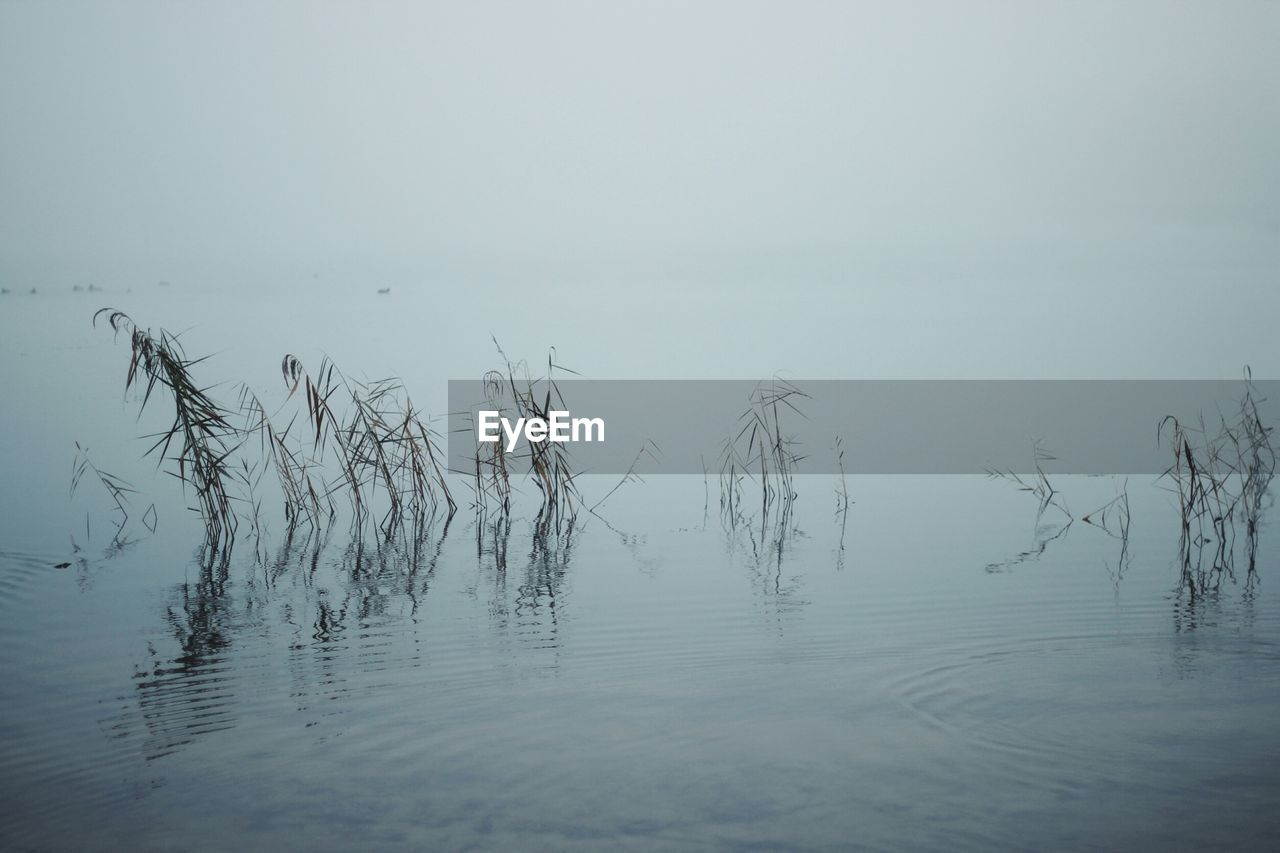 BIRD ON LAKE