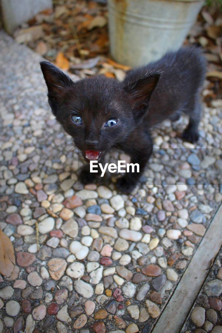 Close-up portrait of angry black kitten