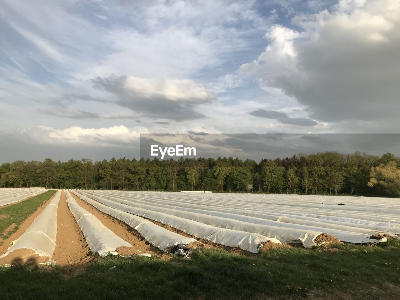 Scenic view of agricultural field against sky