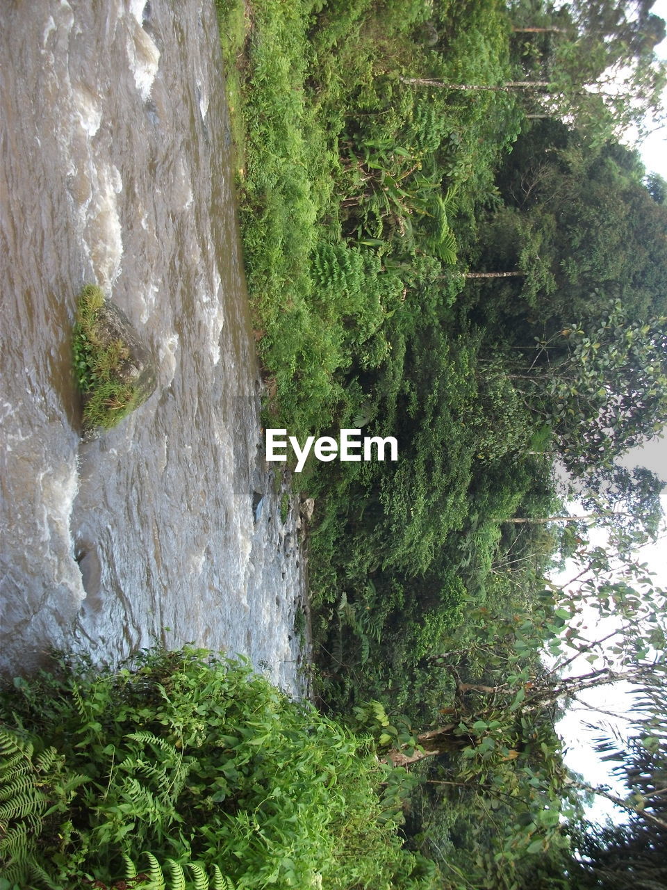 SCENIC VIEW OF RIVER IN FOREST