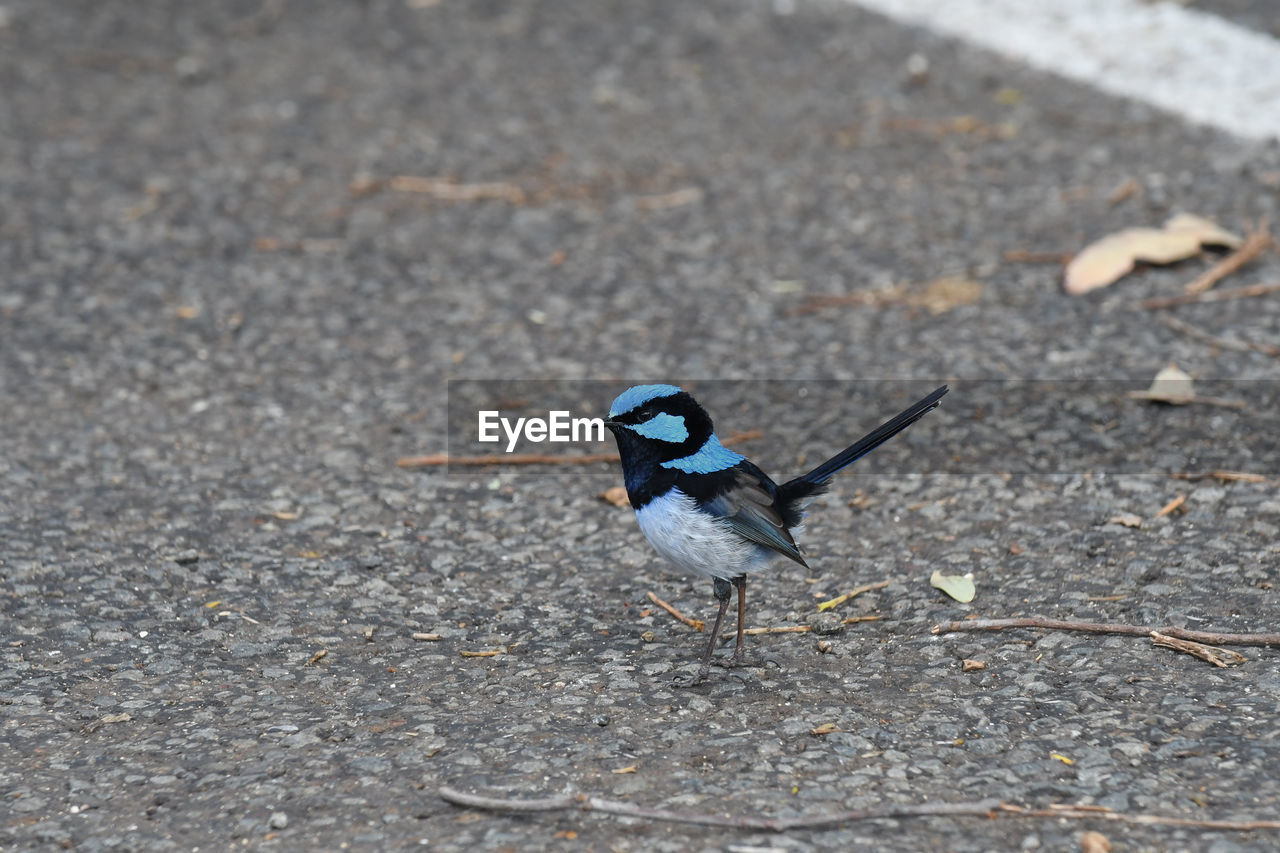 HIGH ANGLE VIEW OF BIRD ON ROAD