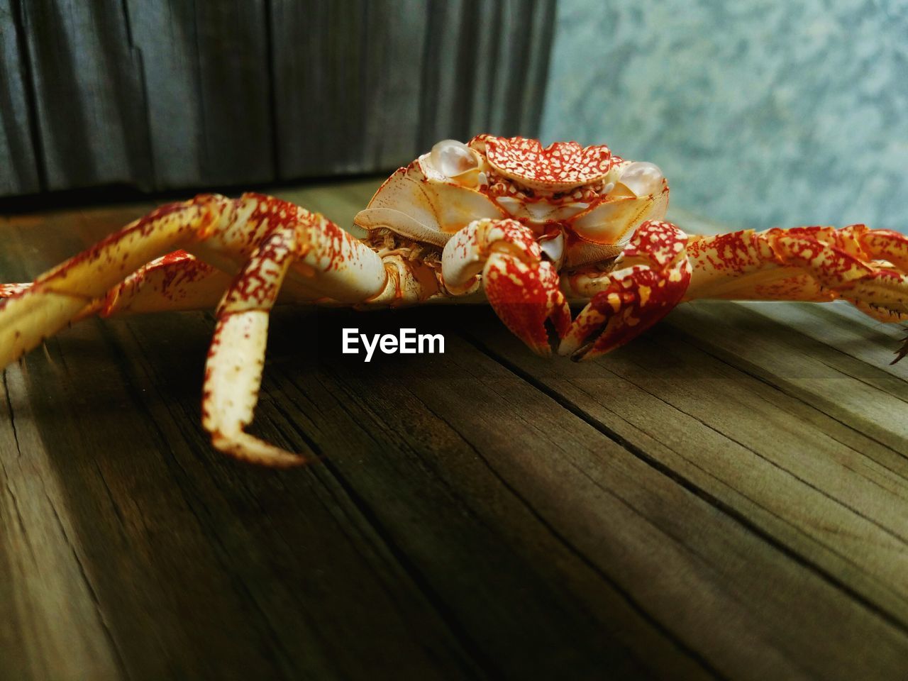Close up of crab