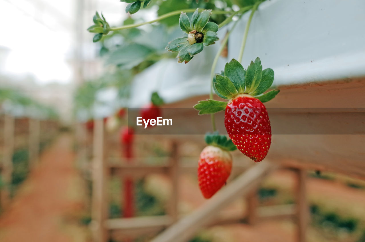 CLOSE-UP OF STRAWBERRIES