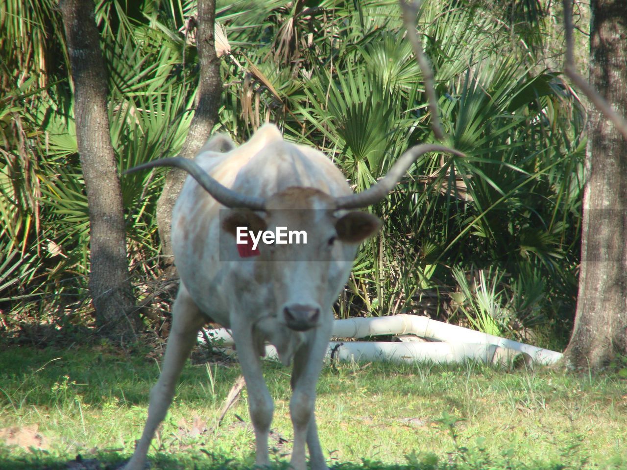 SHEEP ON FIELD