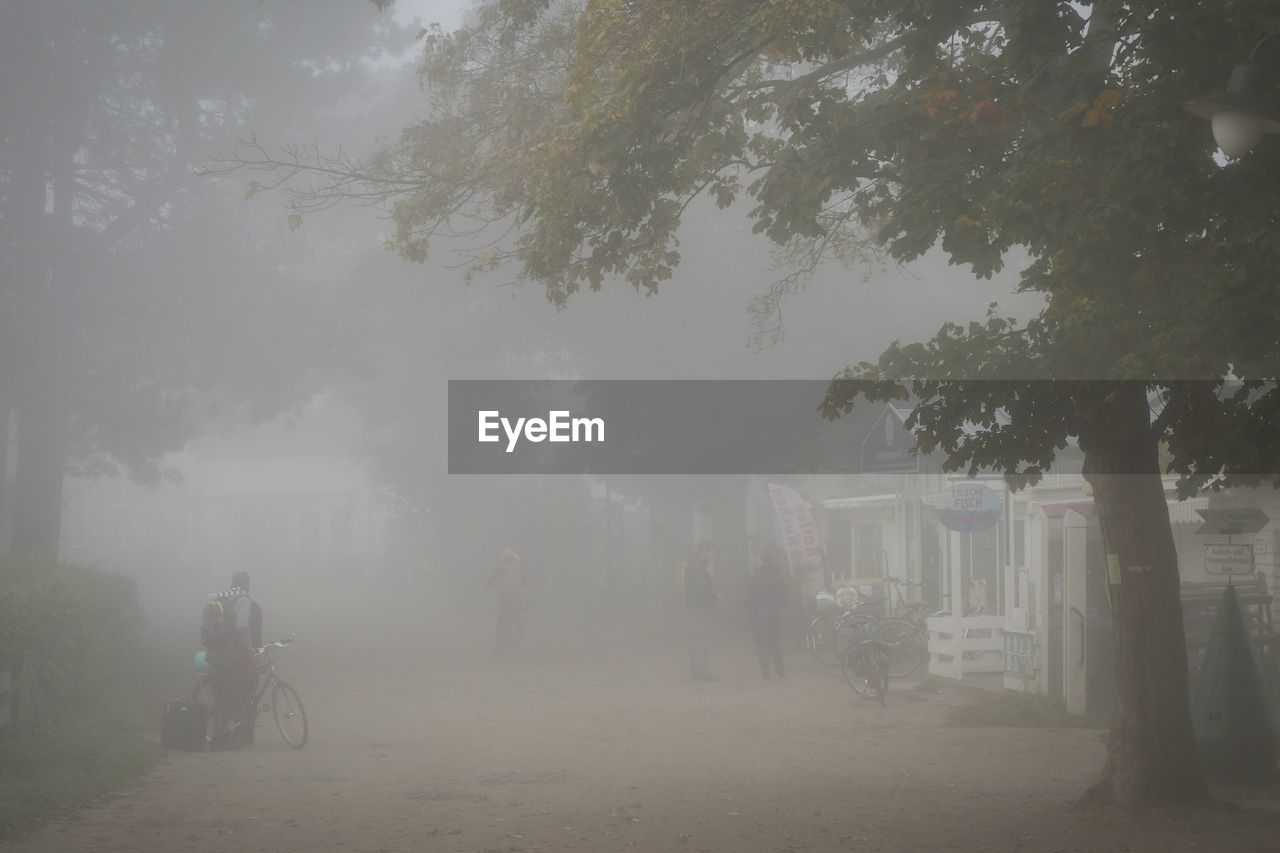 VIEW OF TREES IN FOGGY WEATHER