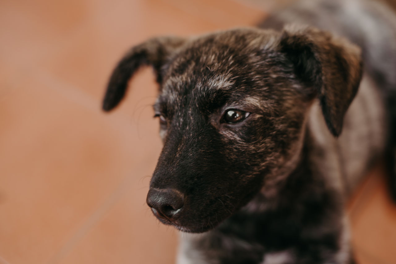 CLOSE-UP OF BLACK DOG