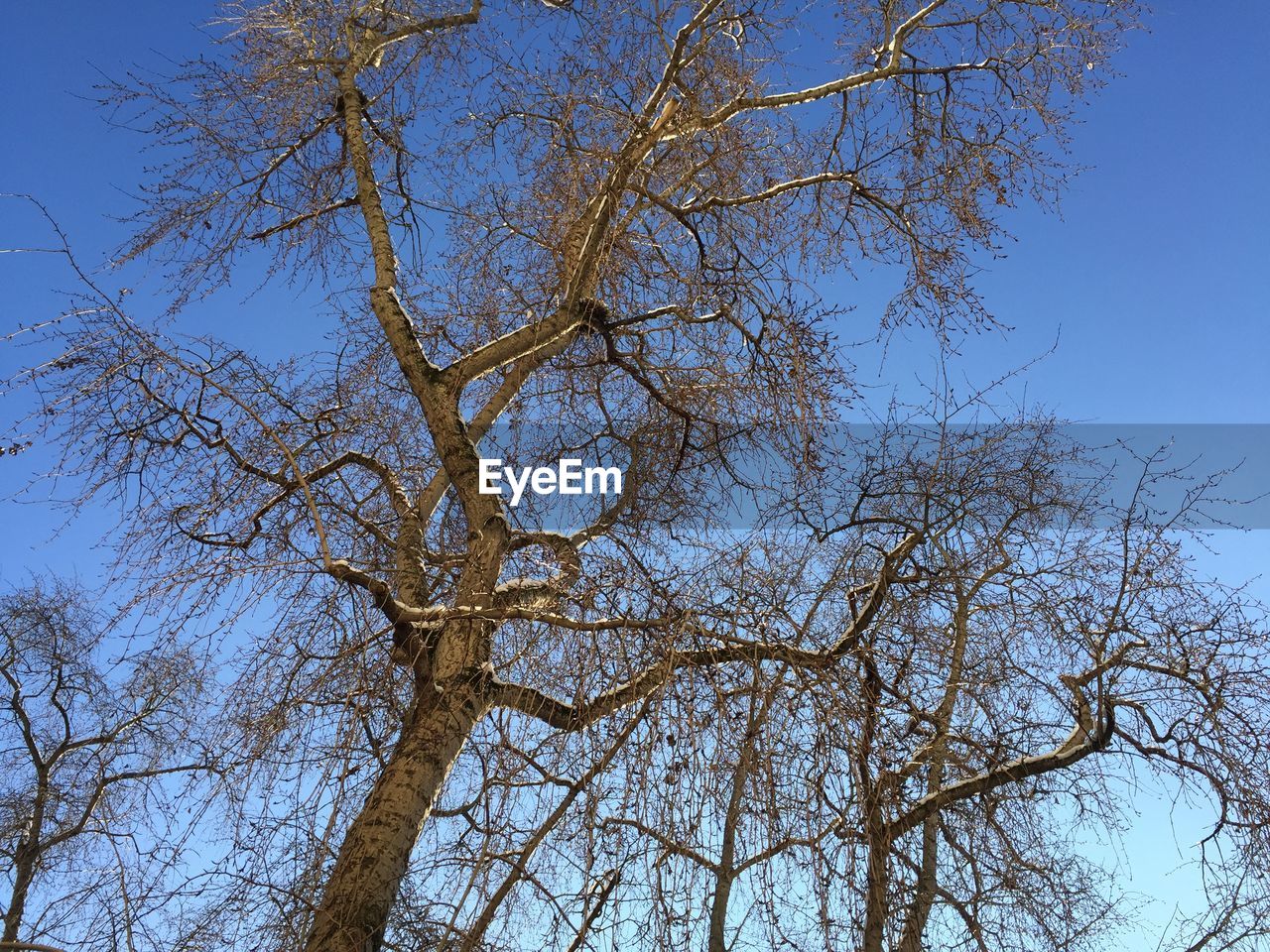 LOW ANGLE VIEW OF TREES AGAINST CLEAR BLUE SKY