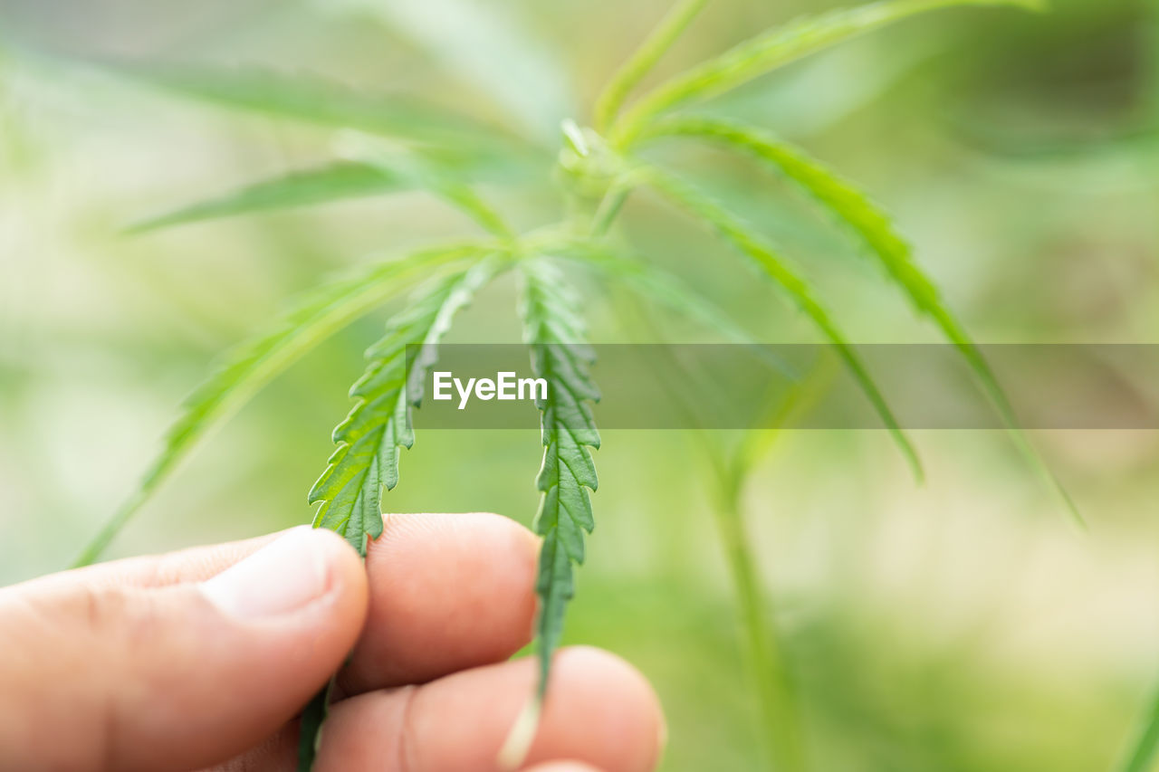 hand, green, plant, leaf, holding, grass, nature, close-up, one person, plant part, agriculture, growth, flower, macro photography, plant stem, environment, finger, food, healthcare and medicine, soil, crop, outdoors, food and drink, branch, tree, selective focus, adult, beauty in nature, day, farm, care, focus on foreground, environmental conservation, social issues, produce