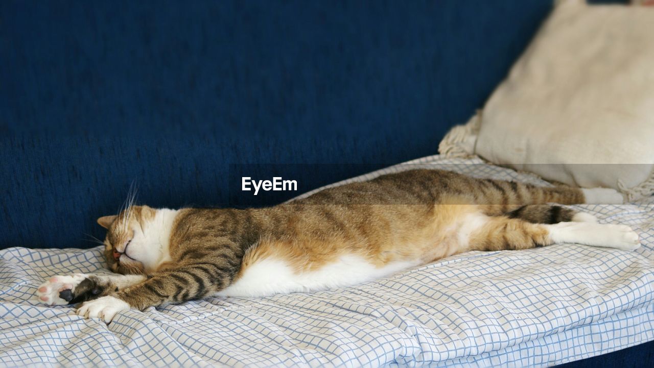 Close-up of cat sleeping on bed