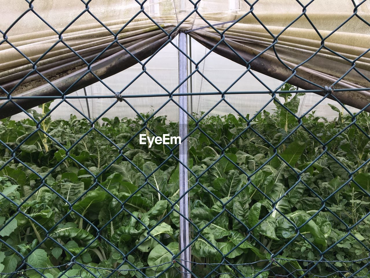 Plants growing on field seen through chainlink fence