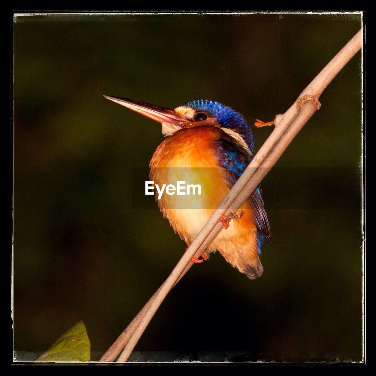 Low angle view of kingfisher perching on branch