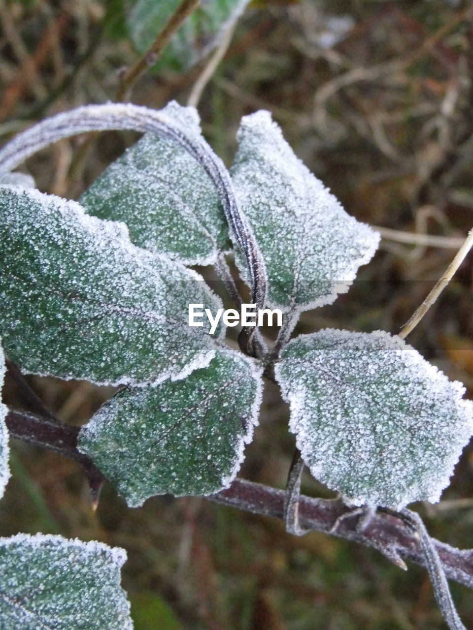 CLOSE-UP OF ICE ON PLANT