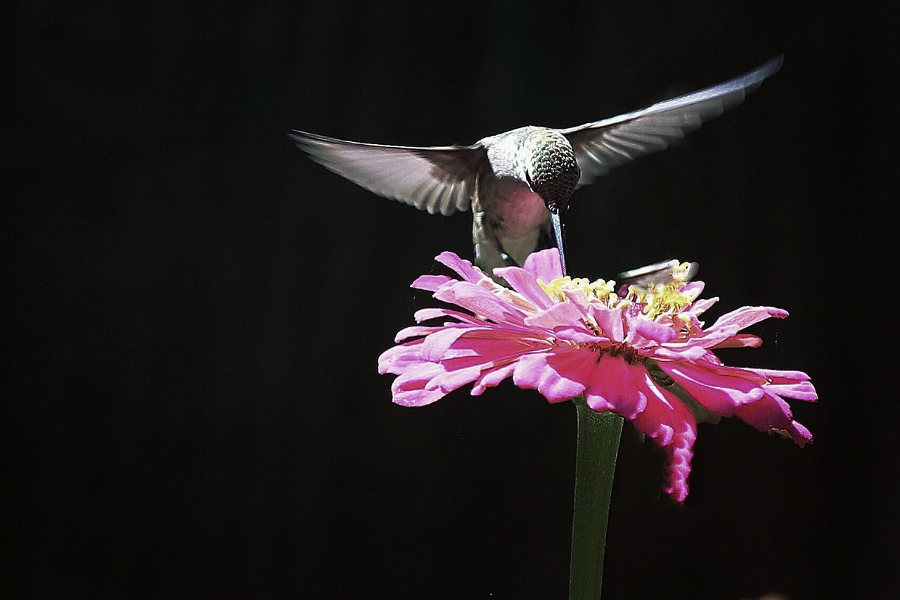 CLOSE-UP OF PINK FLOWERS