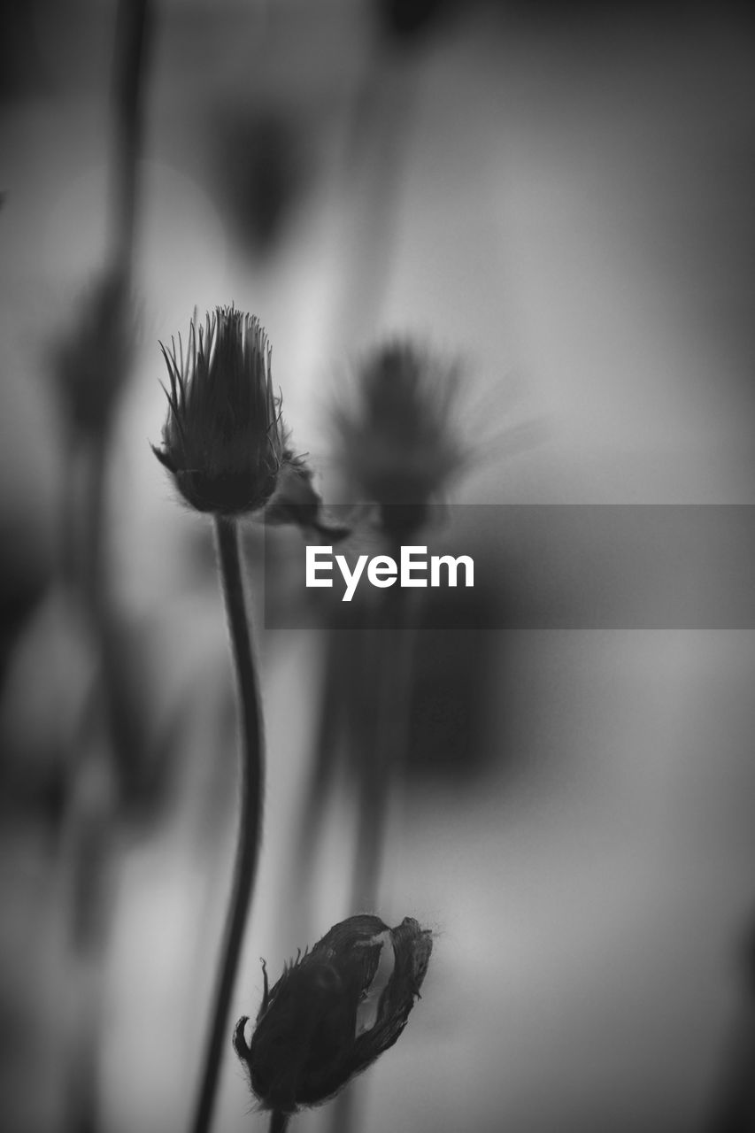 Flowers,Plants & Garden Art Backlit Beauty In Nature Close-up Day Flower Flower Head Flowering Plant Flowers Focus On Foreground Fragility Freshness Garden Growth Nature No People Outdoors Plant Plant Stem Selective Focus Sepal Vulnerability