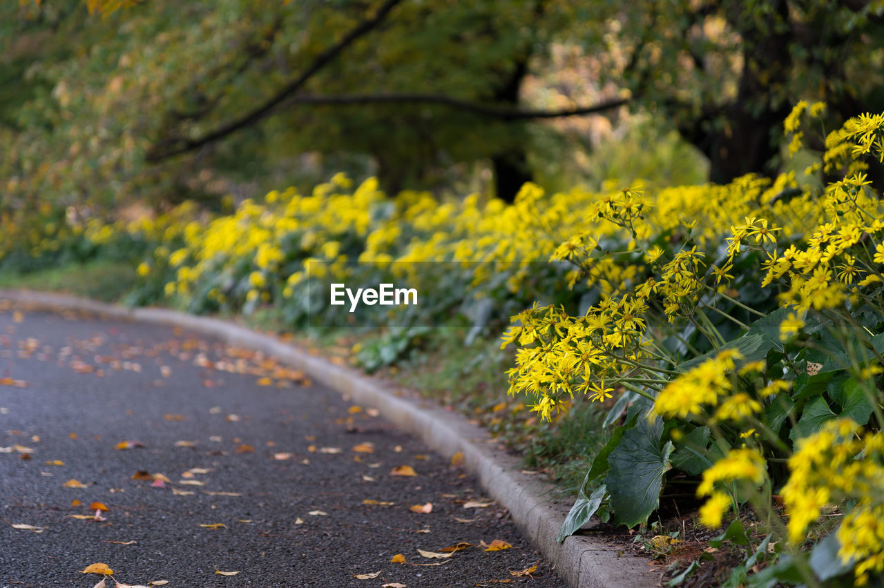 yellow, plant, road, autumn, flower, beauty in nature, nature, flowering plant, leaf, sunlight, no people, growth, transportation, freshness, tree, land, day, landscape, outdoors, environment, tranquility, rural scene, the way forward, plant part, fragility, field, springtime, grass, scenics - nature, selective focus, non-urban scene, country road, green, footpath