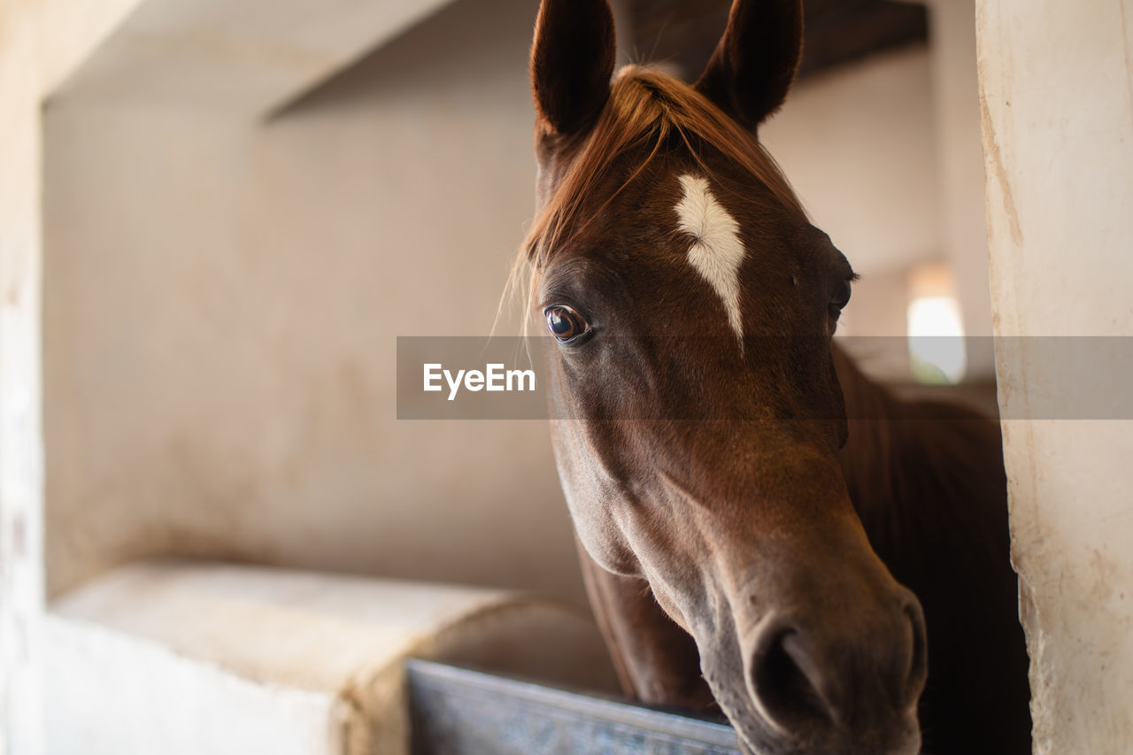 Portrait of brown arabian horse in stable looking at camera.