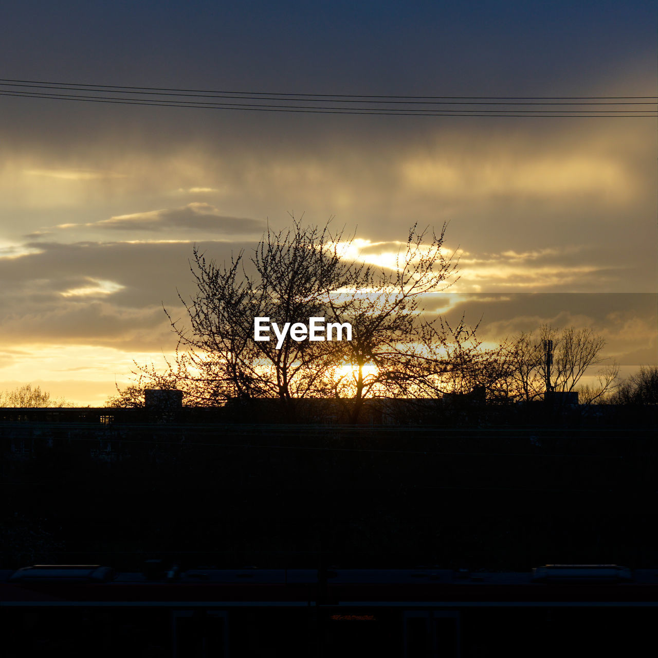 SILHOUETTE OF TREES AT SUNSET