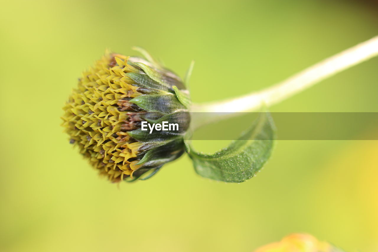 CLOSE-UP OF HONEY BEE ON FLOWER