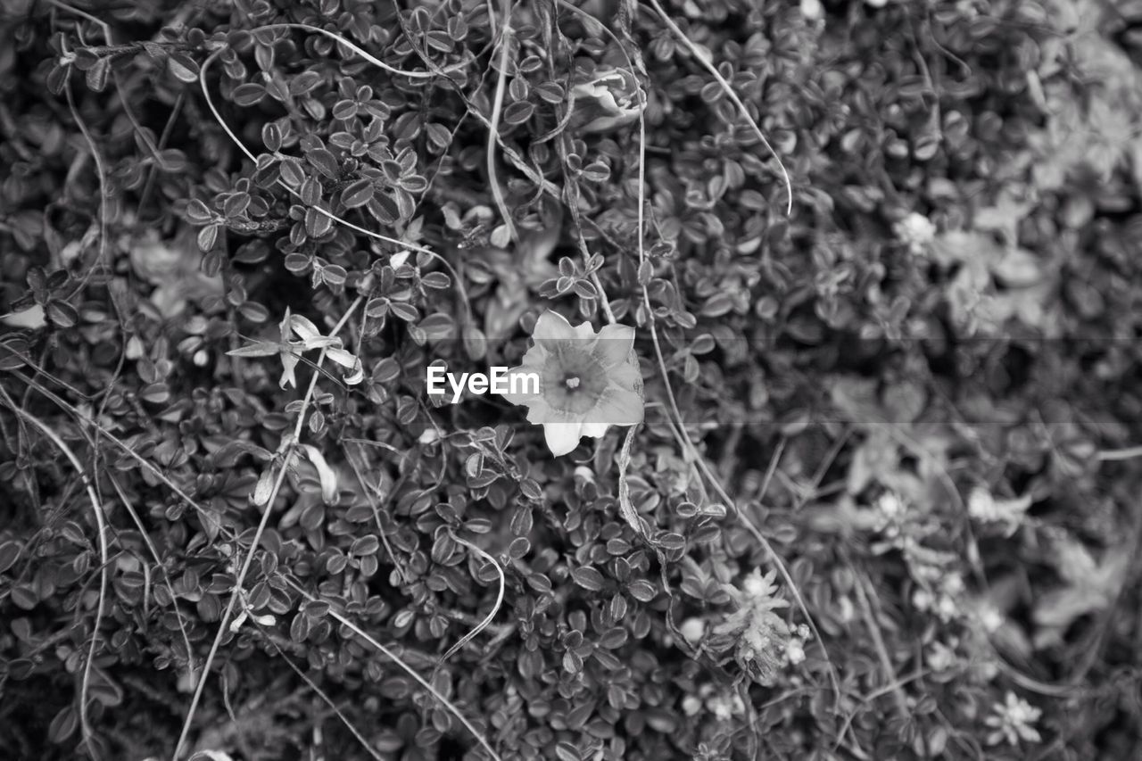 Close-up of flower and ivy