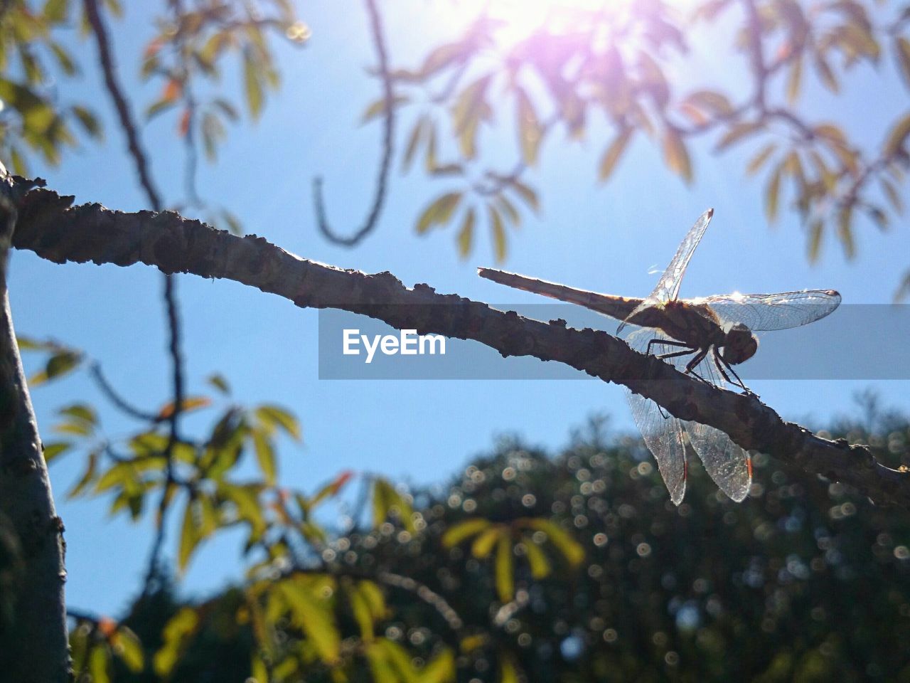 Close-up of dragonfly on twig against sky on sunny day