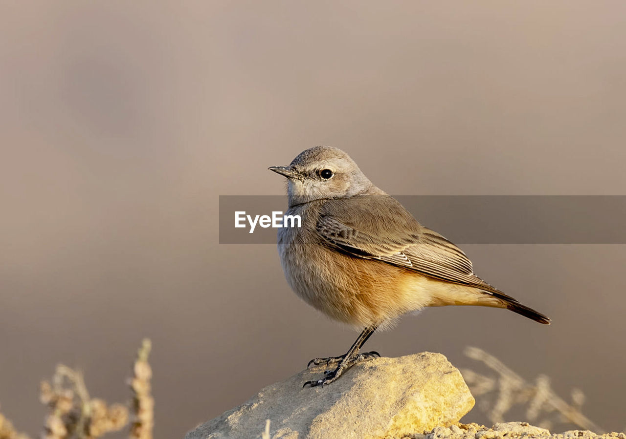 Close-up of bird perching on rock