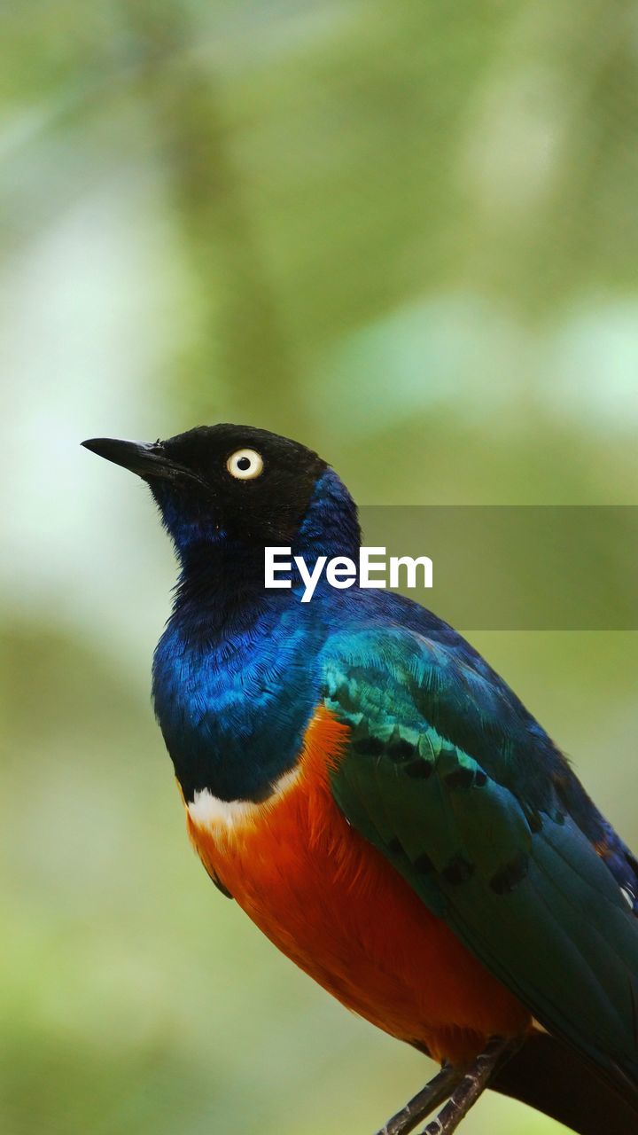 CLOSE-UP OF BIRD PERCHING