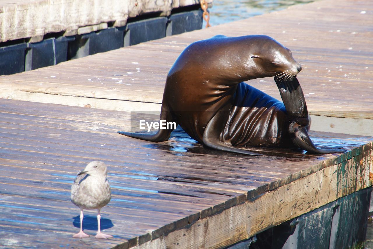 TWO BIRDS ON PIER