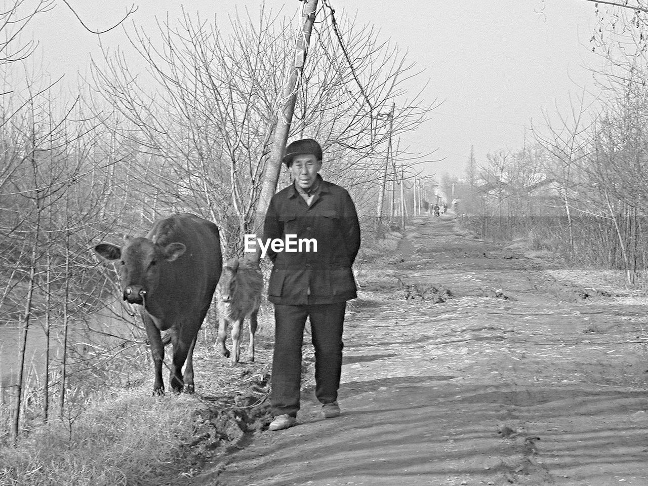 one animal, domestic animals, bare tree, front view, mammal, walking, field, full length, real people, dog, pets, outdoors, men, looking at camera, standing, day, lifestyles, nature, friendship, adult, young adult, people