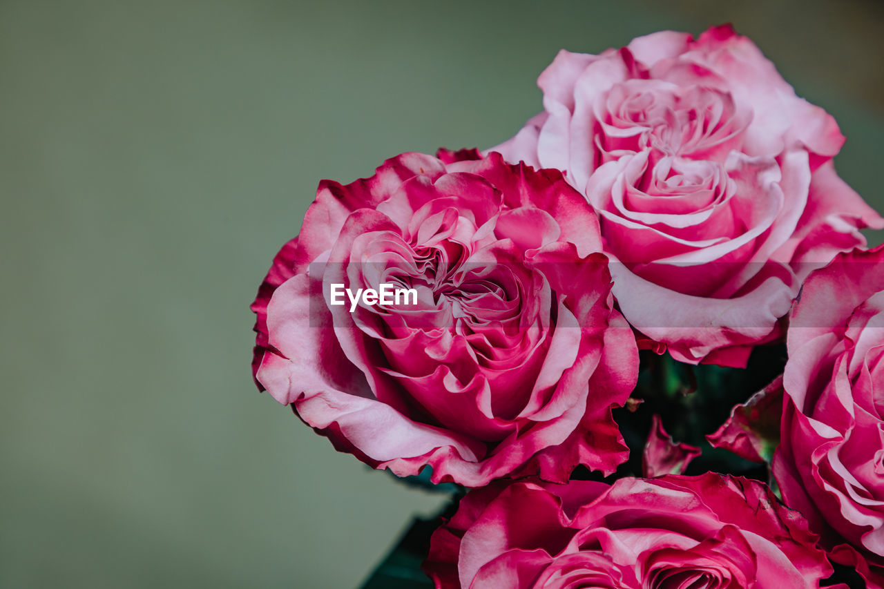 Bunch of pink, rustic roses