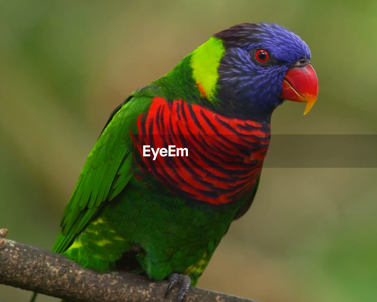 CLOSE-UP OF A PARROT PERCHING