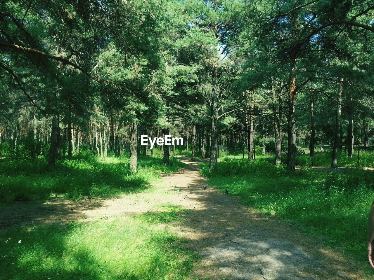 Footpath in forest