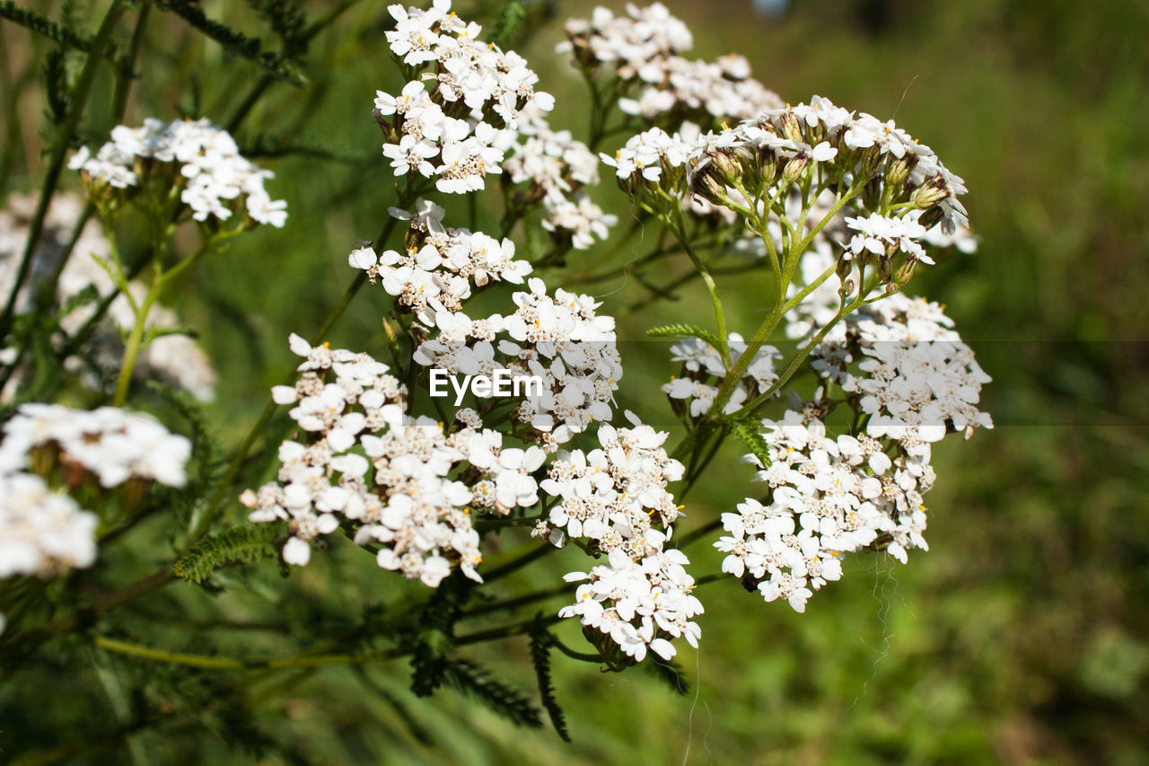 CLOSE-UP OF WHITE FLOWERING PLANT WITH FLOWERS