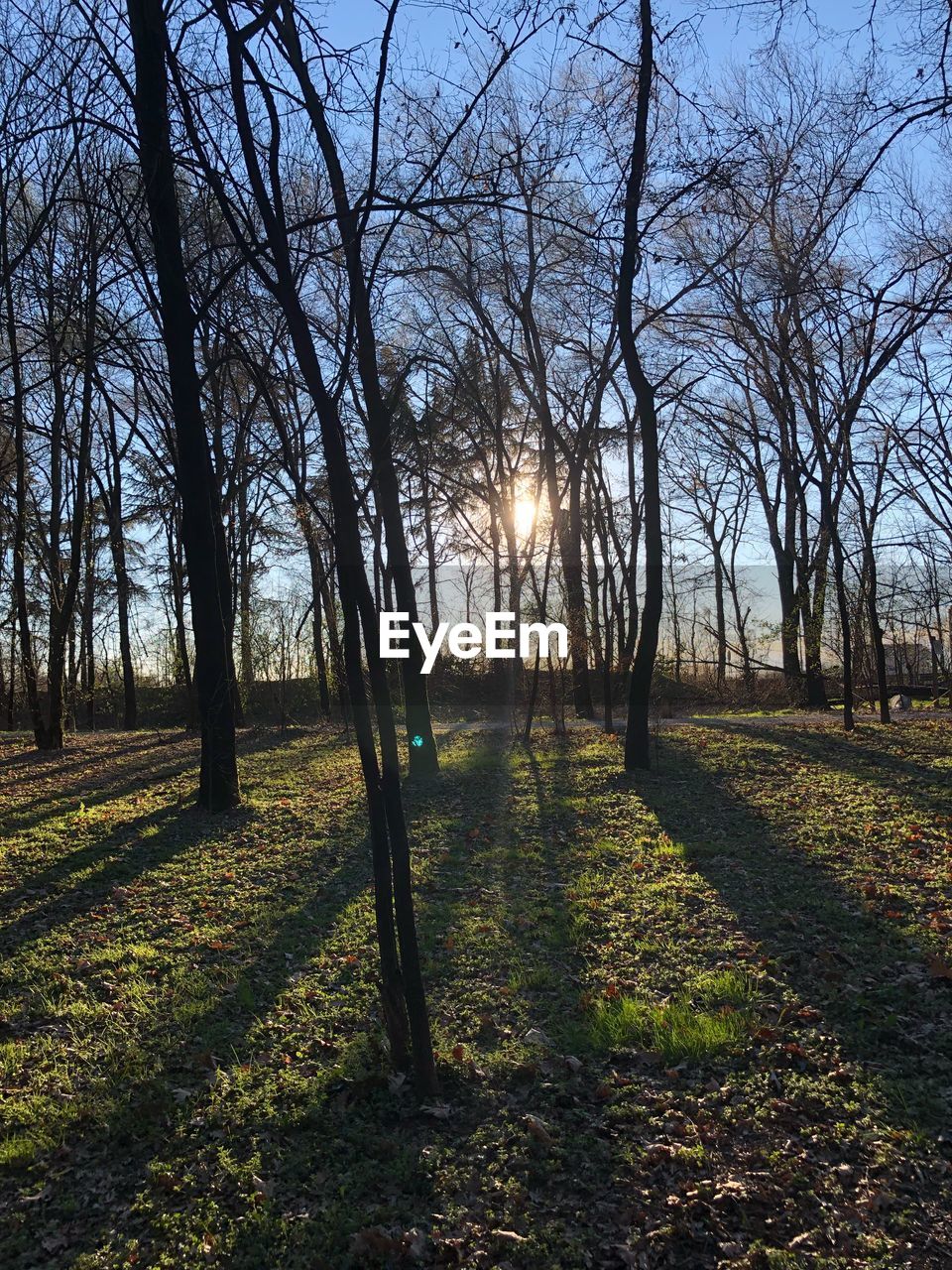 BARE TREES ON FIELD