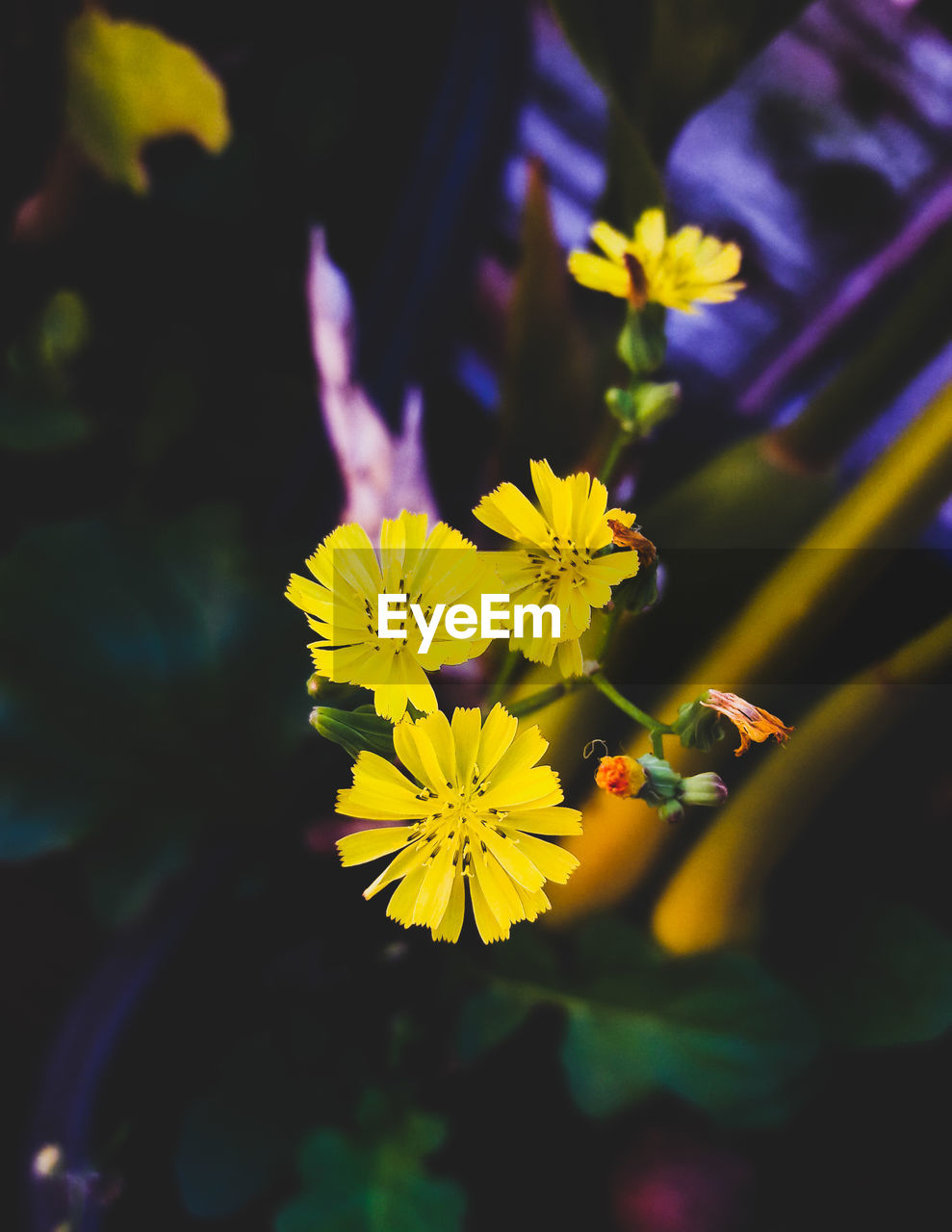 CLOSE-UP OF YELLOW FLOWER