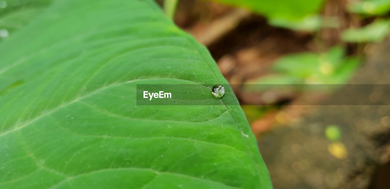 CLOSE-UP OF GREEN LEAF WITH WATER DROPS