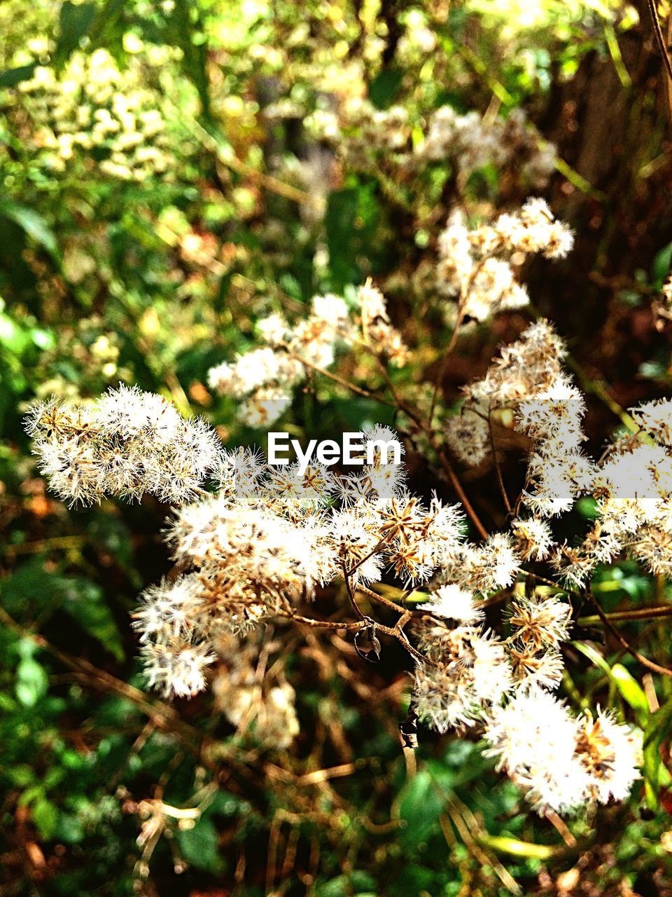 CLOSE-UP OF FLOWERS ON BRANCH