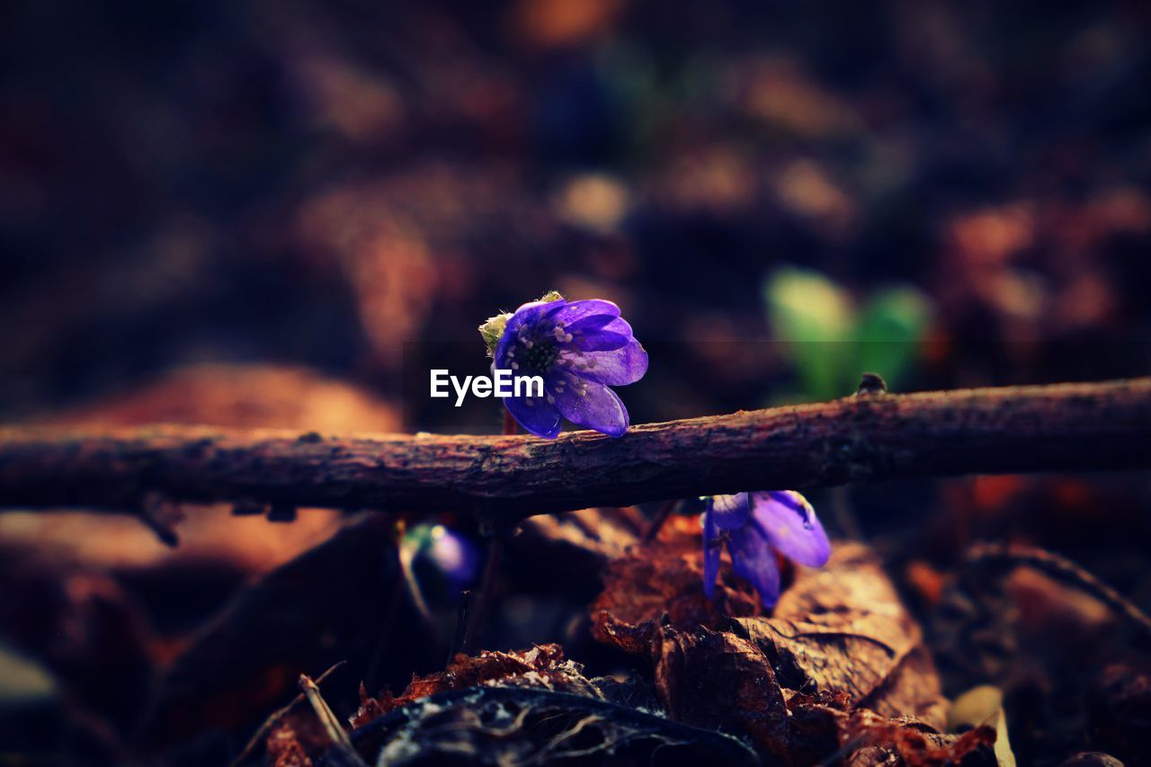 CLOSE-UP OF PURPLE FLOWERING PLANTS