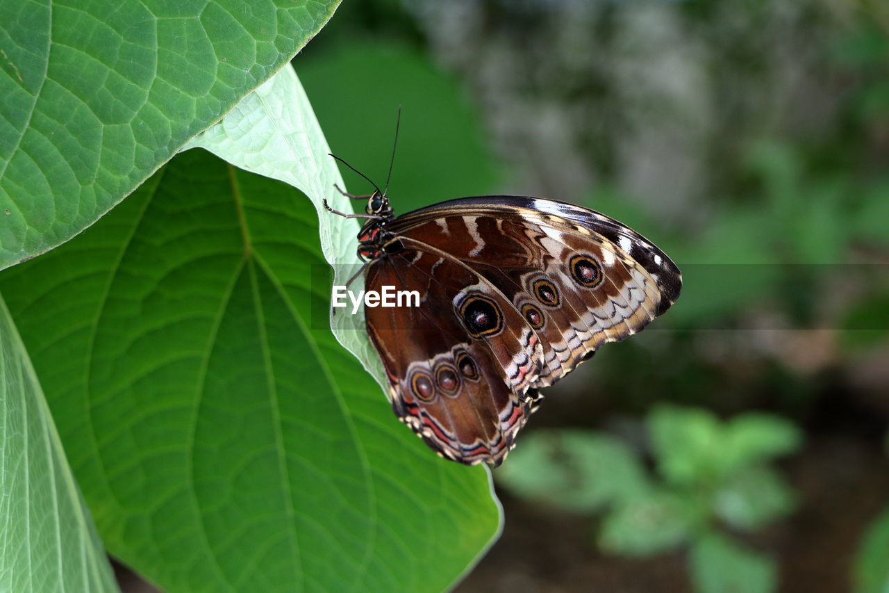 Close-up of butterfly on leaves